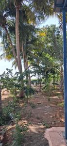 Aathiparasakthi Nagar Plot View 2