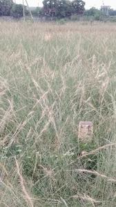 Image of 200 Sq.ft Residential Plot / Land for sale in Koduru, Vizianagaram for Rs. 3250000