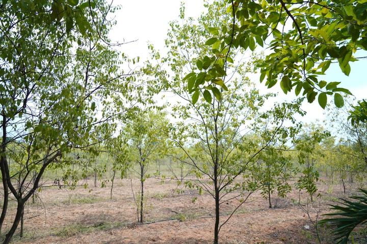 Wanaparthy Town Main Image 1