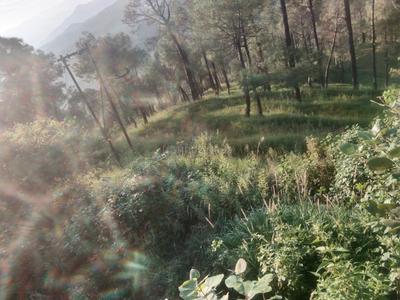 Image of 21000 Sq.ft Residential Plot / Land for sale in Bintola Malla, Almora for Rs. 4200000