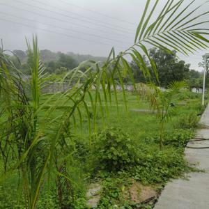 Image of 1500 Sq.ft Residential Plot / Land for sale in Sun Saffron Height Phase 2 Building C And D, Athal, Silvassa for Rs. 3500000