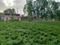 C.B.Ganj Plot View 2