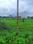 BrijMohini Colony Plot View 2