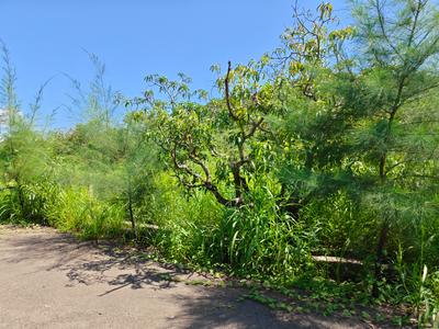 Image of 2723 Sq.ft Residential Plot / Land for sale in Shrivardhan, Raigad for Rs. 220000