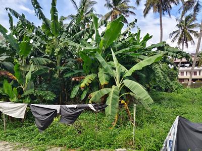 Thrippunithura Plot View 2