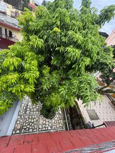 Image of 2484 Sq.ft 3.5 BHK Independent House for sale in Race Course, Dehradun for Rs. 18200000