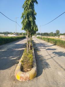 Daljit Tola Plot View 2