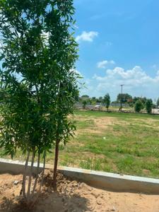 SUNSHINE PLOTS Plot View 1