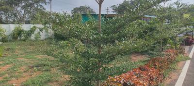 Kurichi Plot View 1