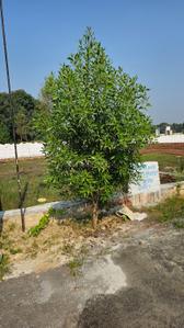 Image of 1100 Sq.ft Residential Plot / Land for sale in Gosainganj, Lucknow for Rs. 1925000
