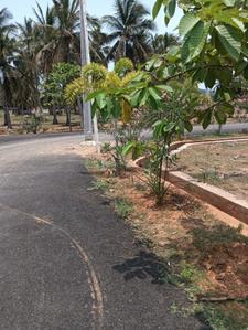 Residential Plot