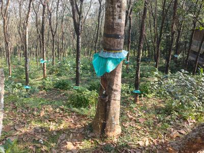 Image of 46173 Sq.ft Residential Plot / Land for sale in Adoor, Pathanamthitta for Rs. 15900000