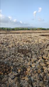Landcore Developers Plot In Sarde Plot View 1