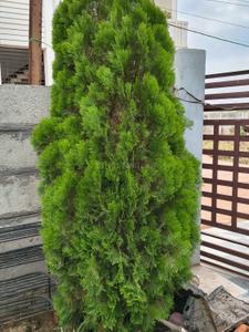 Balcony Image of 1400 Sq.ft 2 BHK Independent House for sale in Madai Katni for Rs. 7500000