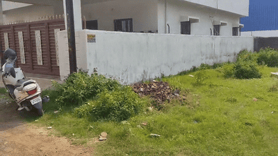 Simaliya Plot View 2