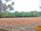 Marsur Main Image 1