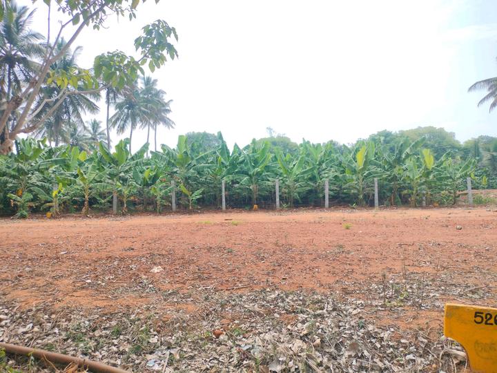 Marsur Main Image 1