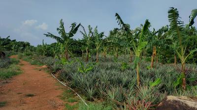 Image of 48563 Sq.ft Residential Plot / Land for sale in Mathicode, Kanyakumari for Rs. 180000000