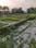 Mohanlalganj Main Image 1