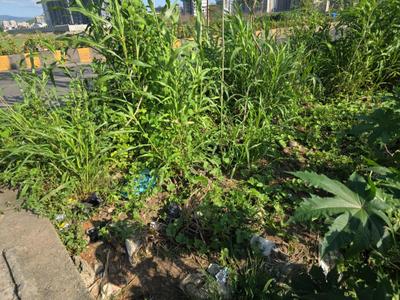 Image of 1089 Sq.ft Residential Plot / Land for sale in Vasai West, Vasai for Rs. 4950000