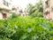 Behala Mauza Main Image 1
