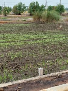 Image of 366 Sq.ft Residential Plot / Land for sale in NMR Sai Chandana Gardens Pedaogirala Phase 1, Pedaogirala, Krishna for Rs. 6006000