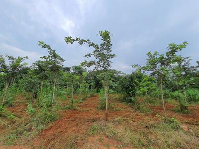 Agricultural Land