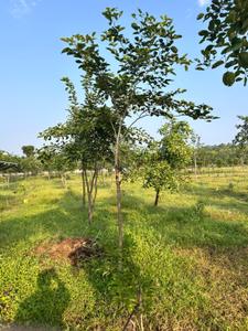 Image of 111 Sq.ft Residential Plot / Land for sale in Kothavalasa, Visakhapatnam for Rs. 666000