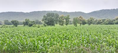 Image of 4000 Sq.ft Residential Plot / Land for sale in Simrol, Indore for Rs. 1200000