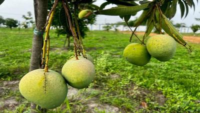 Image of 4230 Sq.ft Residential Plot / Land for sale in Maheshwaram, Hyderabad for Rs. 5169000