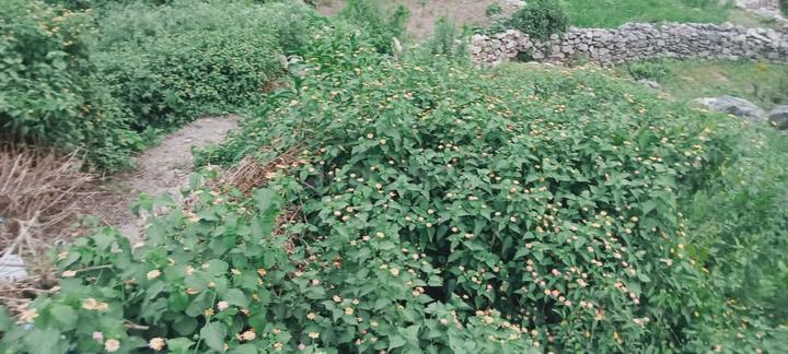 Kotli Main Image 1