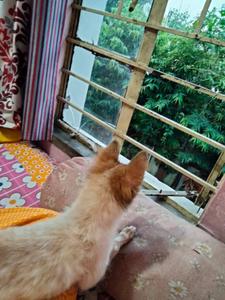 Balcony Image of 550 Sq.ft 2 BHK Apartment / Flat for sale in Santoshpur Kolkata for Rs. 3500000