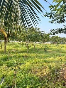 Image of 111 Sq.ft Residential Plot / Land for sale in Kothavalasa, Visakhapatnam for Rs. 666000