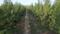SM GOLDEN TREES AGRO LLP Main Image 1
