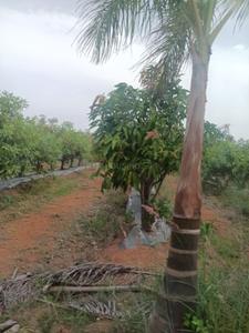 Image of 605 Sq.ft Residential Plot / Land for sale in Shamirpet, Hyderabad for Rs. 6050000