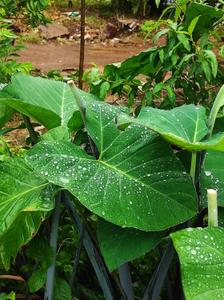 Image of 5000 Sq.ft Residential Plot / Land for sale in Tatibandh, Raipur for Rs. 3375000