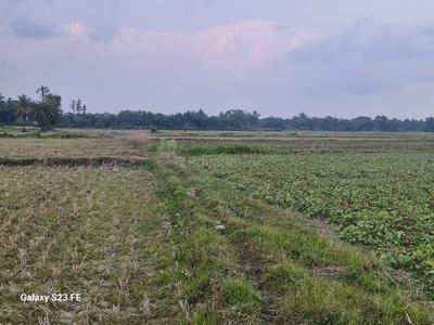 Agricultural Land