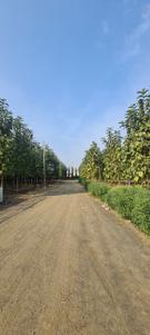 Oxygreen farms Plot View 2