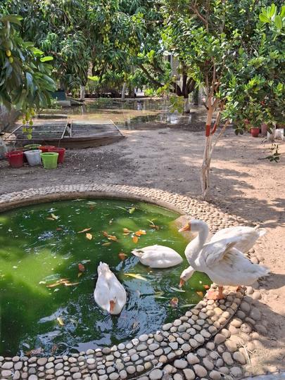 Daraali Main Image 1