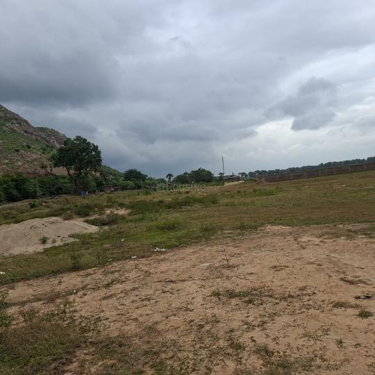 Patligram phase lll  Plot View 1