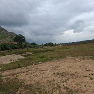 Patligram phase lll  Plot View 1