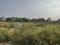 YEIDA Individual Residential Plots Main Image 1