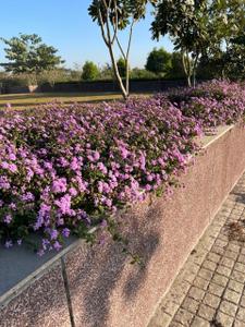 Image of 1000 Sq.ft Residential Plot / Land for sale in Skye City, Higonya, Indore for Rs. 3700000