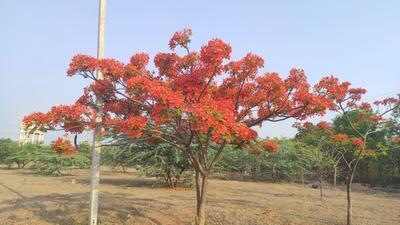 Image of 267 Sq.ft Residential Plot / Land for sale in Mucherla, Hyderabad for Rs. 3738000