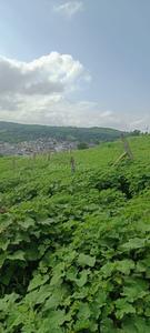 Residential Plot
