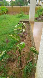 Image of 2000 Sq.ft 3 BHK Villa for sale in Shantee Orchid Villas, Naigaon East, Naigaon for Rs. 11200000