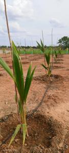 Image of 9205 Sq.ft Residential Plot / Land for sale in Palliagaram, Chennai for Rs. 3313800