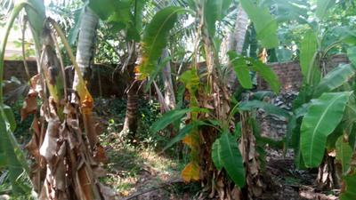 Residential Plot