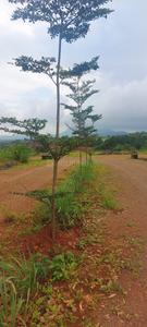 Image of 10764 Sq.ft Residential Plot / Land for sale in Asha Bramha Greens, Trimbak, Nashik for Rs. 3811000