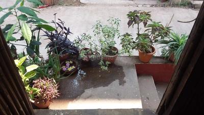 Balcony Image of 500 Sq.ft 1 BHK Independent House for rent in Khandve Nagar Pune for Rs. 12000